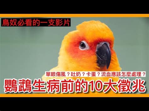 夢到鸚鵡死掉